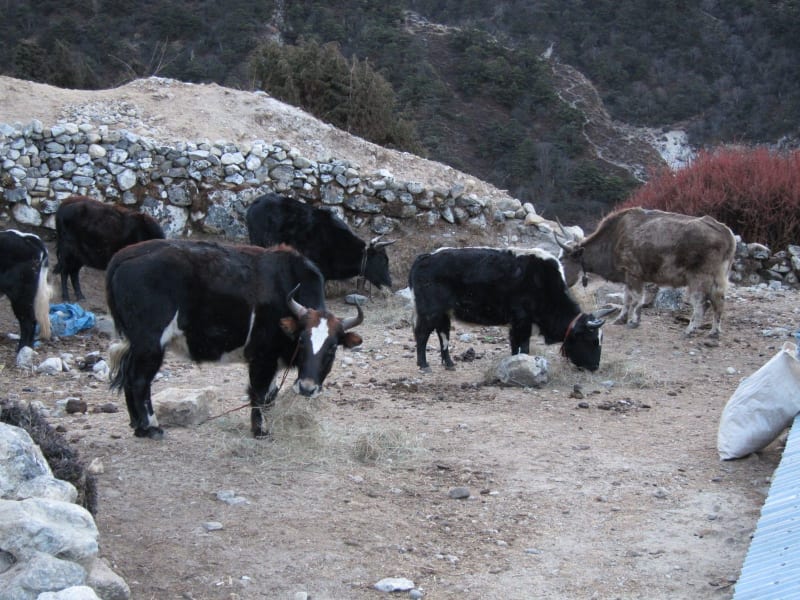 image324_6424447085_o_lqzuop